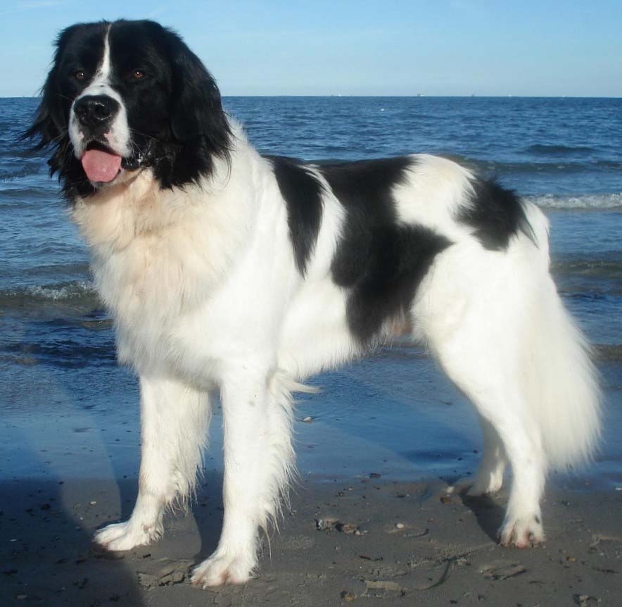 LANDSEER